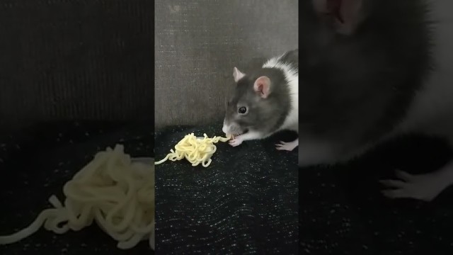 'naruto  Ramen rat'