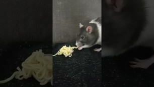 'naruto  Ramen rat'