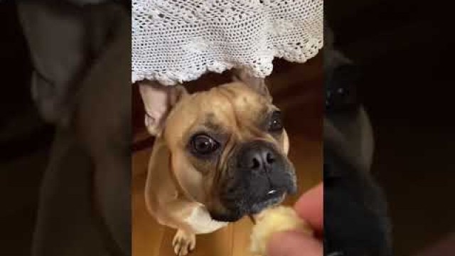 'French bulldog shows he likes the food 