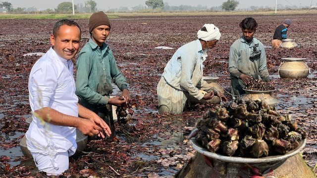 'Water Chestnuts Harvesting | Sanghara Recipe | Water Chestnut Cooking Method | Village Food Secrets'