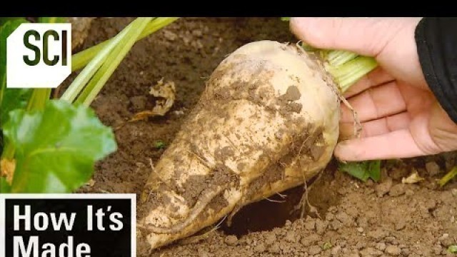 'How It\'s Made: Beet Sugar'