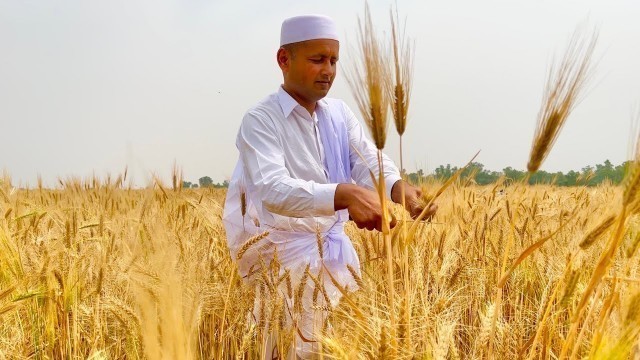 'Organic Homemade Sattu | Process Of Making Sattu | Mubashir Saddique | Village Food Secrets'