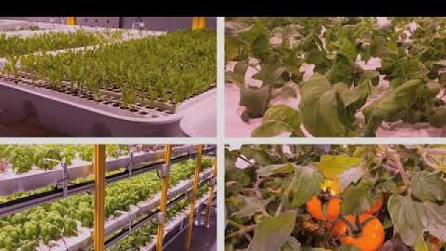 'Food Matters | Hydroponics Promo | 09 June 2020'