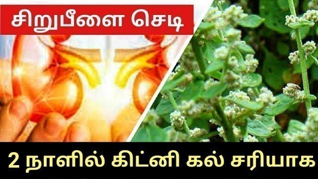 'Kidney Stone Remove Sirupeelai Sedi |  கிட்னி கல் | சிறுநீரக கல் | சிறுபீளை செடி | Mooligai Sedi'