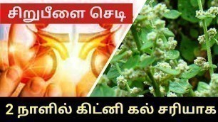 'Kidney Stone Remove Sirupeelai Sedi |  கிட்னி கல் | சிறுநீரக கல் | சிறுபீளை செடி | Mooligai Sedi'