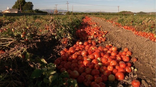 'Food Matters: Food Waste'