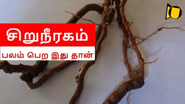 'Kidney Strengthen Food | Kidney strengthening Foods in Tamil | Strengthen Kidneys Naturally'