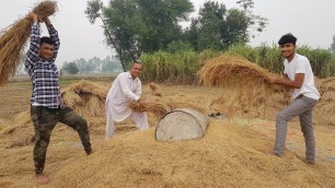 'HARVESTING RICE | Village Life | Mubashir Saddique | Village Food Secrets'