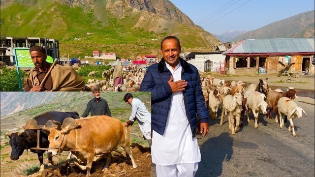 'Naran Village Life | Makki Ki Roti Aur Saag | Village Life In Khyber Pakhtoon Khawa | Mubashir'