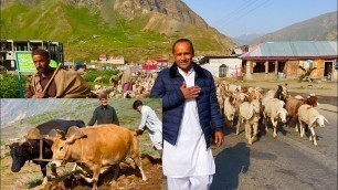 'Naran Village Life | Makki Ki Roti Aur Saag | Village Life In Khyber Pakhtoon Khawa | Mubashir'