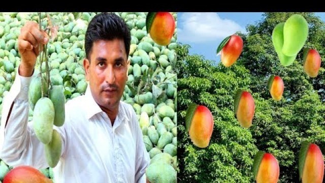 'Mango farming | world famous Pakistani mangoes | Best mango by Pk Village food Secrets'