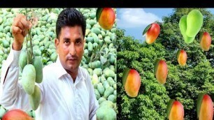 'Mango farming | world famous Pakistani mangoes | Best mango by Pk Village food Secrets'