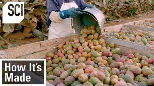 'How It\'s Made: Cactus Pear Puree'