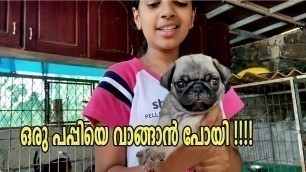 'ഒരു പപ്പിയെ  വാങ്ങാൻ പോയി Ipuppies food preparation I pug puppies'