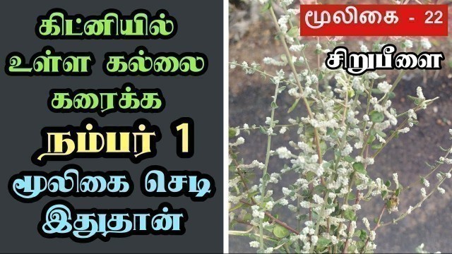 'Sirupeelai Medicinal Uses Tamil | Kidney Stones Remove Naturally | Powder | Aerva Ianata | சிறுபீளை'