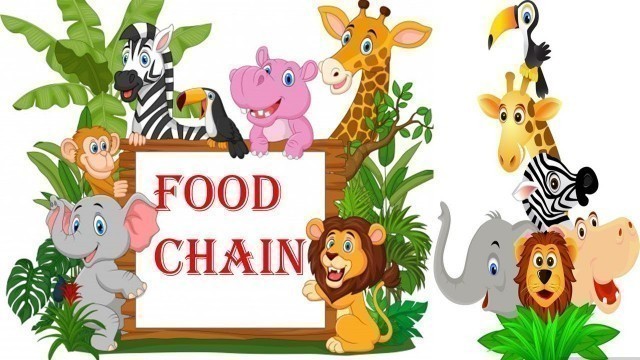 'FOOD CHAIN || FOOD WEB || ENERGY PYRAMID || SCIENCE EDUCATIONAL VIDEOS FOR KIDS'