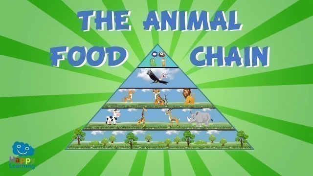 'The Animal Food Chain | Educational Video for Kids'