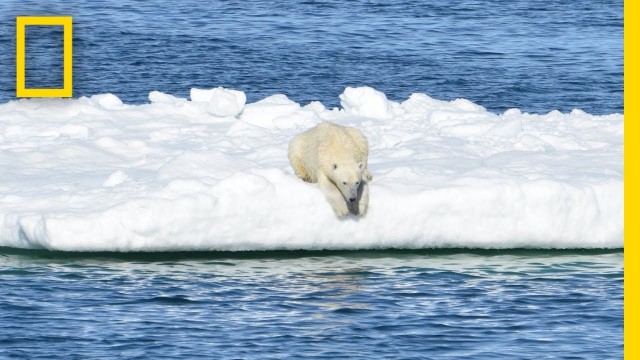 'POV Footage Shows Polar Bears Struggling to Find Food | National Geographic'