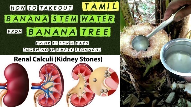 'Remove Kidney Stones with Banana Stem Water | Tamil | Valai Kudineer | Fresh Valaithandu Juice | K7'