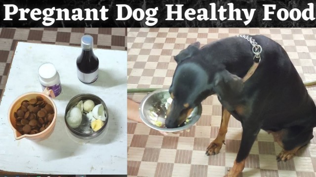 'Pregnant Dog Healthy Diet | Doberman and Chippiparai Healthy Diet | Caring of Pregnant Dog | தமிழ்'