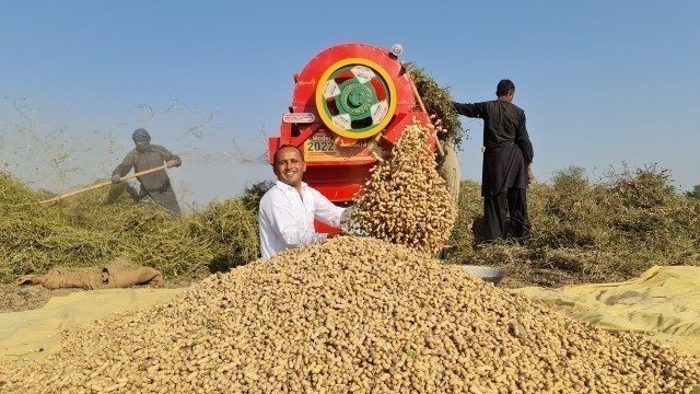 'Peanut Harvesting 