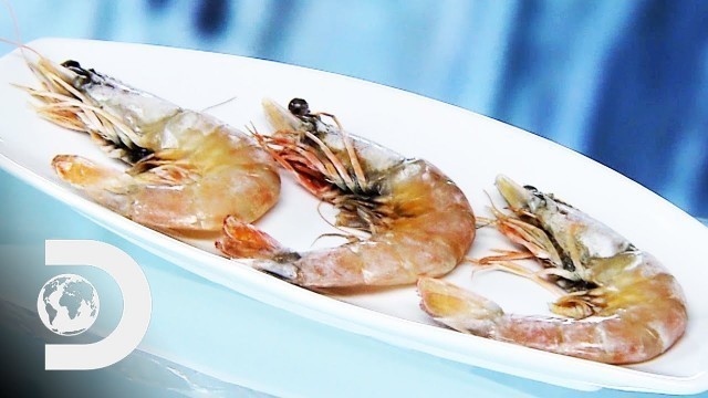 'FARMED SHRIMP | How It\'s Made'