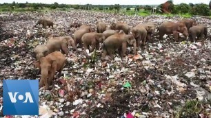 'Drone Footage Shows Elephants Foraging for Food in Sri Lanka Garbage Dump'