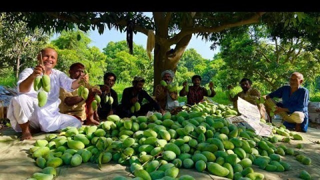 'World Famous Pakistani Mangoes | Mangoes Harvesting | Mango Farming Multan | Mubashir Saddique'