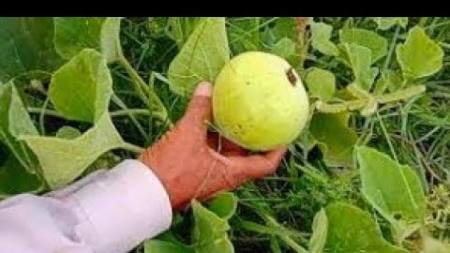 'Mubashir Saddique Kitchen Garden | Village Food Secrets Gardening For Summer | Summer Vegetables |'