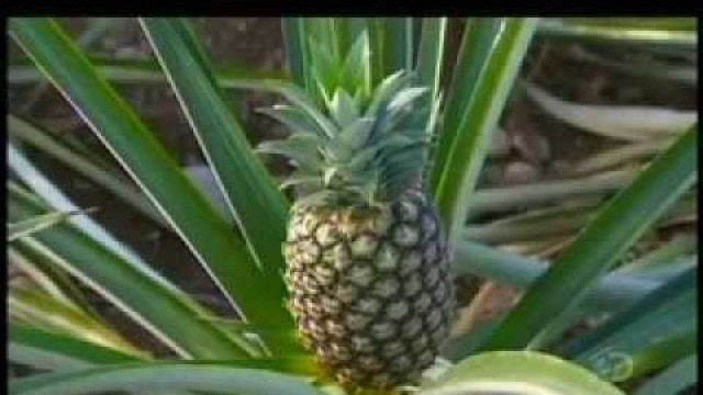 'How Its Made   Pineapples Discovery Channel'