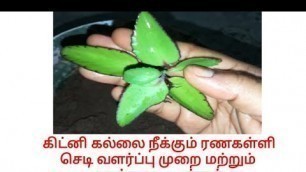 'what is bryophyllum plant|ranakalli plant uses in tamil|ரணகள்ளி|kidney stone treatment in tamil|rana'