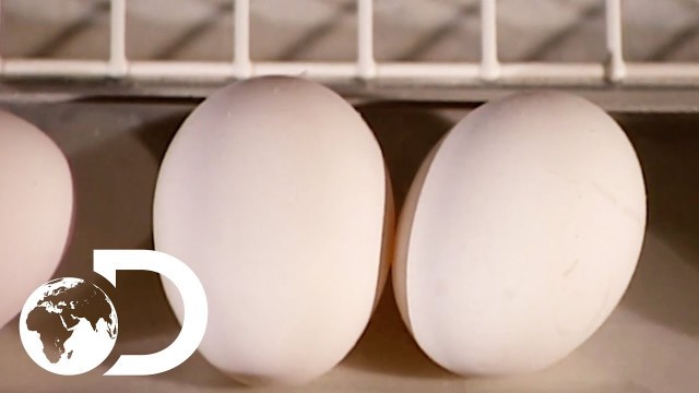 'EGGS | How It\'s Made'