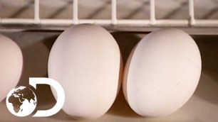 'EGGS | How It\'s Made'