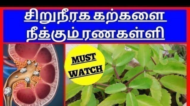 'Ranakalli plant uses in Tamil/Kidney stone remedy/Best remedy for kidney stone/Kidney stone remedy'