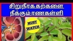 'Ranakalli plant uses in Tamil/Kidney stone remedy/Best remedy for kidney stone/Kidney stone remedy'