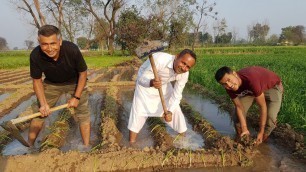 'Organic Vegetable Farming | Sabziyon ki Kasht | Mubashir Saddique | Village Food Secrets'