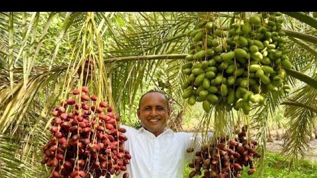 'Dates Palm Harvesting | Dates Farming In Pakistan | Mubashir Saddique | Village Food Secrets'