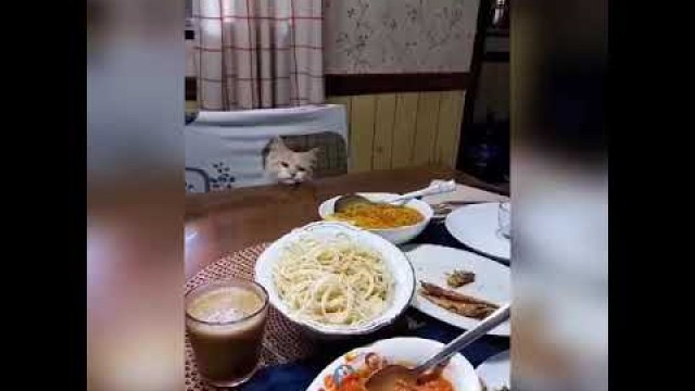 'Cat shows restraint - Doesn\'t eat food on table'