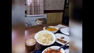 'Cat shows restraint - Doesn\'t eat food on table'