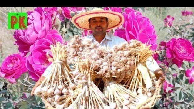 'Lahsan Nikalny Ka Tarika by Pk Village food Secrets| How to Store Garlic|'