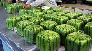 'Amazing Food Processing -  How It\'s Made Watermelons Factory'