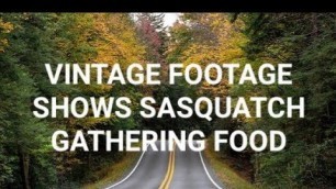 'VINTAGE FOOTAGE SHOWS SASQUATCH GATHERING FOOD'