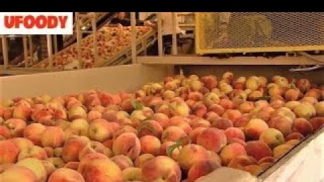 'How It\'s Made Amazing Harvesting and Processing Peach and Tomato | Amazing Food Factory'