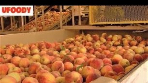 'How It\'s Made Amazing Harvesting and Processing Peach and Tomato | Amazing Food Factory'