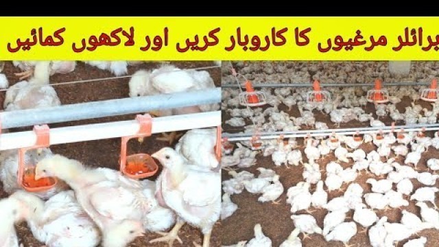 'poultry farming in pakistan | Broiler chicken farming by Pk Village food Secrets'