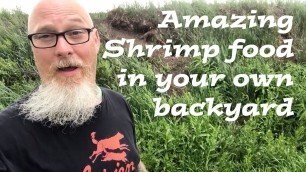 'Mad Aquarist shows you an awesome natural food source for healthy Shrimp right in your own backyard'