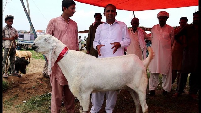 'Bakra Mandi | Bakra Mandi Rates | Must Watch | Mubashir Saddique | Village Food Secrets'