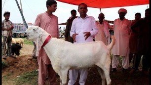 'Bakra Mandi | Bakra Mandi Rates | Must Watch | Mubashir Saddique | Village Food Secrets'