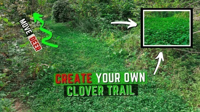 'How To Make A Clover Food Plot Trail'