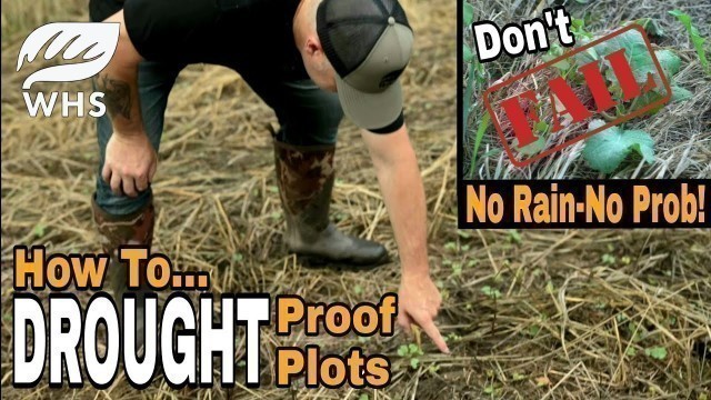 'How To Drought Proof Food Plots'